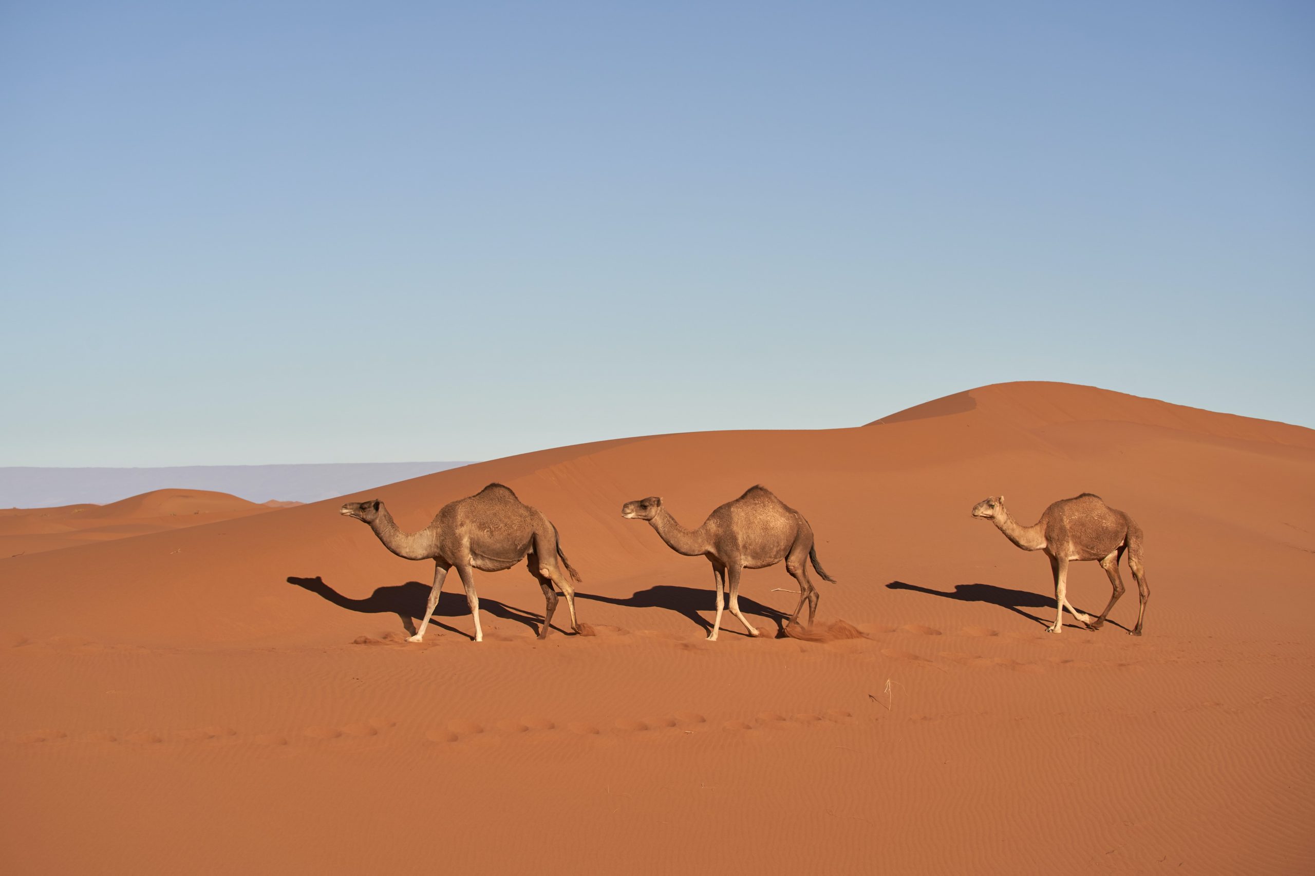 Camels